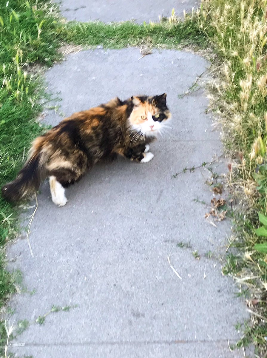 Maxwell4Fresno's tweet photo. This weekend’s edition of #CatsofD4. I’m only going to feature the ones that let me pet them. The rest lost out on their chance for fame and fortune. https://t.co/gQCTRRJeOG