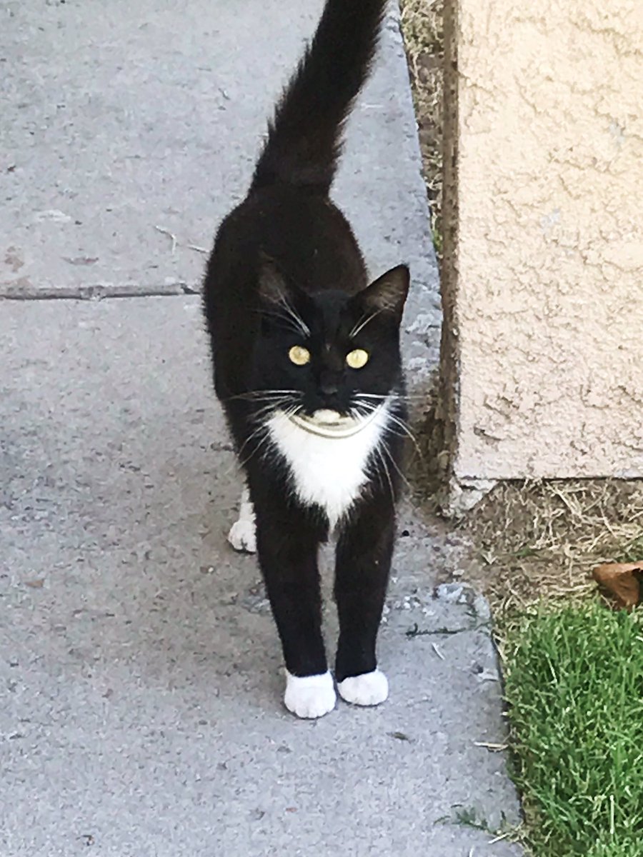 Maxwell4Fresno's tweet photo. This weekend’s edition of #CatsofD4. I’m only going to feature the ones that let me pet them. The rest lost out on their chance for fame and fortune. https://t.co/gQCTRRJeOG