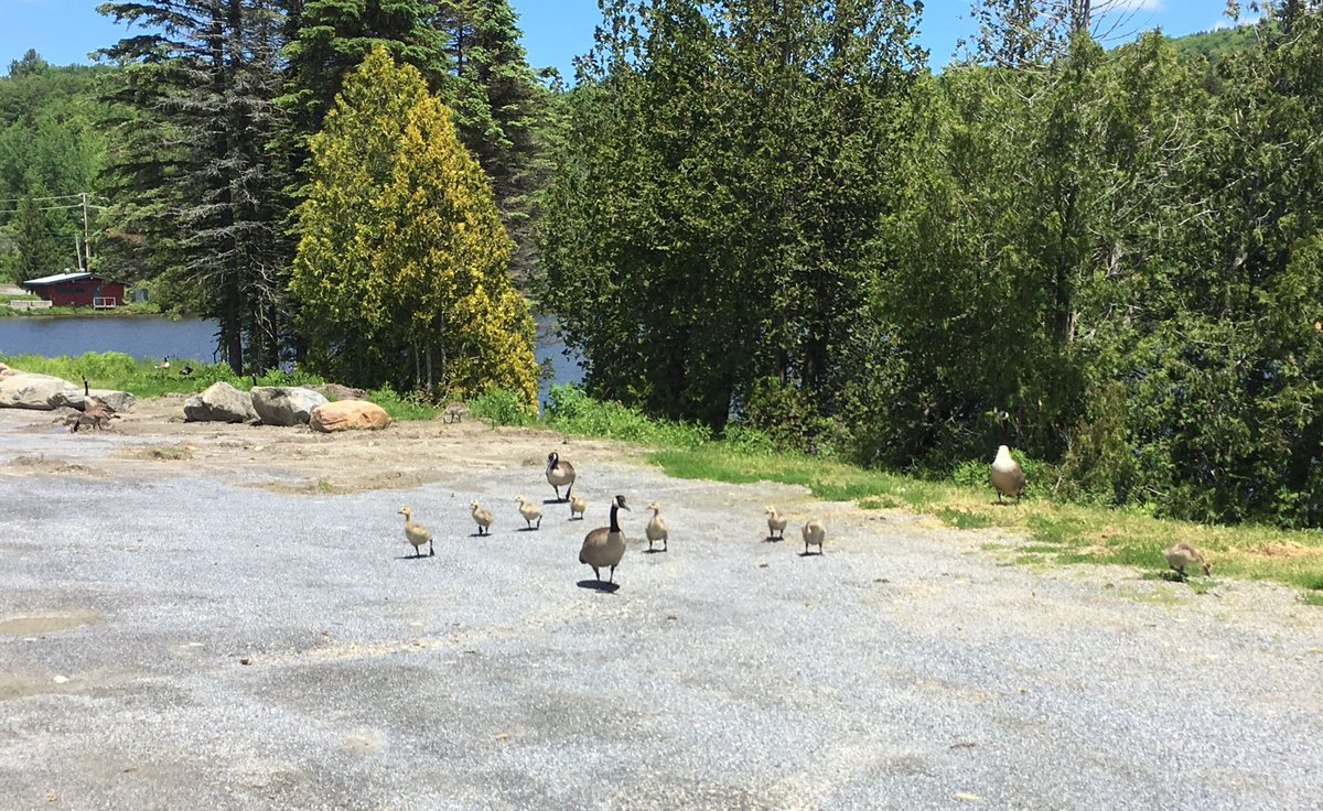 marireste's tweet photo. Goslings at #GRCsymbioses !! https://t.co/3wp2zyXI9O