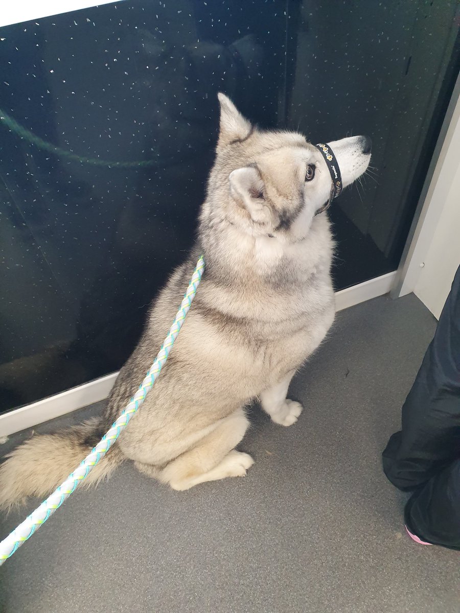 worrall247's tweet photo. Made friends with this beautiful girl today! 😍🐶 #dogs #husky #beautifulgirl #sheletmeloveher #makingfriends https://t.co/iNe3jeqaL3