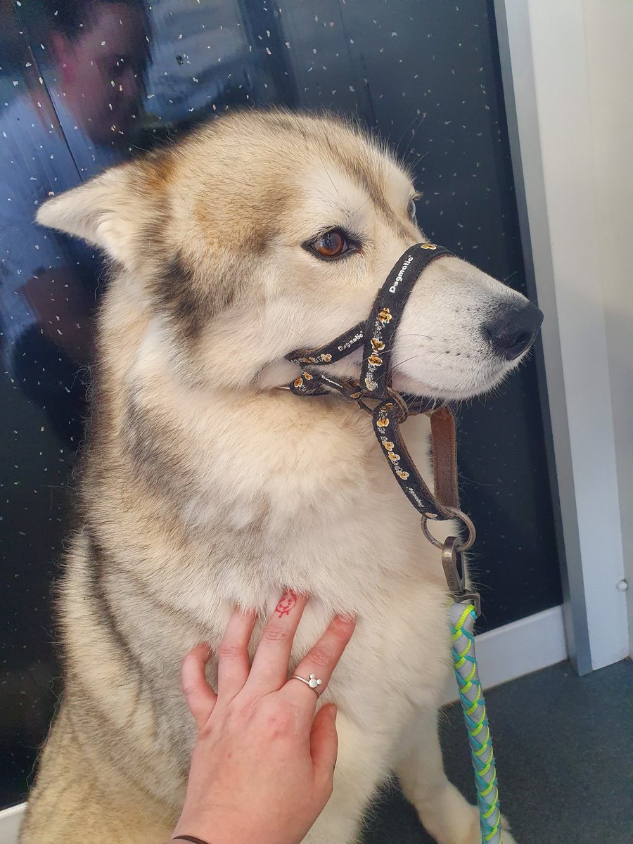 worrall247's tweet photo. Made friends with this beautiful girl today! 😍🐶 #dogs #husky #beautifulgirl #sheletmeloveher #makingfriends https://t.co/iNe3jeqaL3