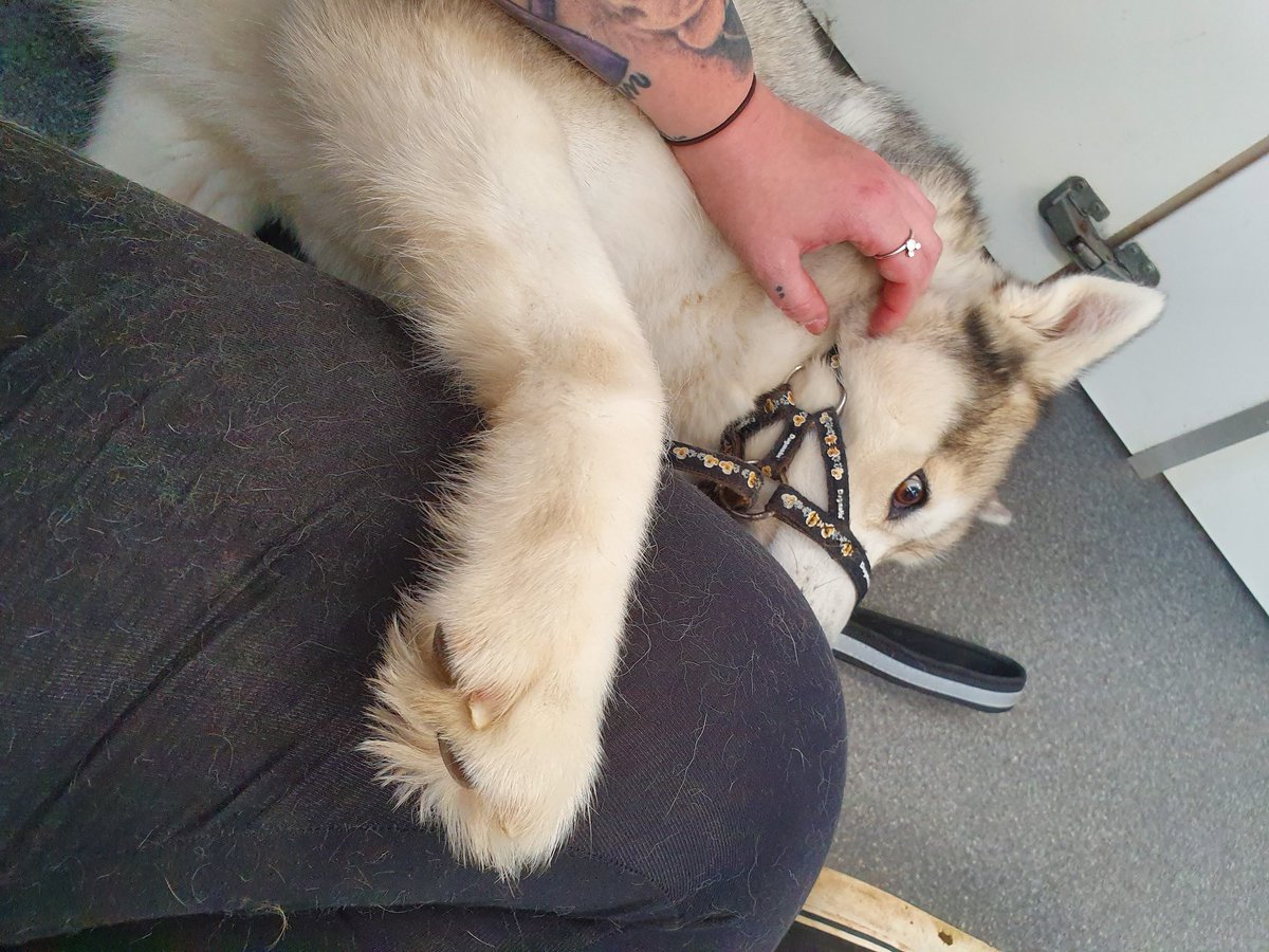 worrall247's tweet photo. Made friends with this beautiful girl today! 😍🐶 #dogs #husky #beautifulgirl #sheletmeloveher #makingfriends https://t.co/iNe3jeqaL3