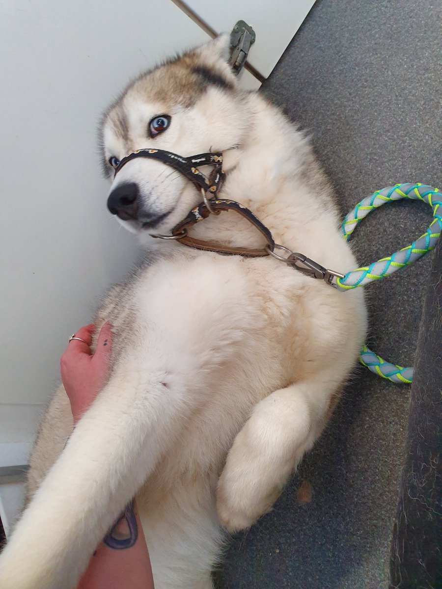 worrall247's tweet photo. Made friends with this beautiful girl today! 😍🐶 #dogs #husky #beautifulgirl #sheletmeloveher #makingfriends https://t.co/iNe3jeqaL3