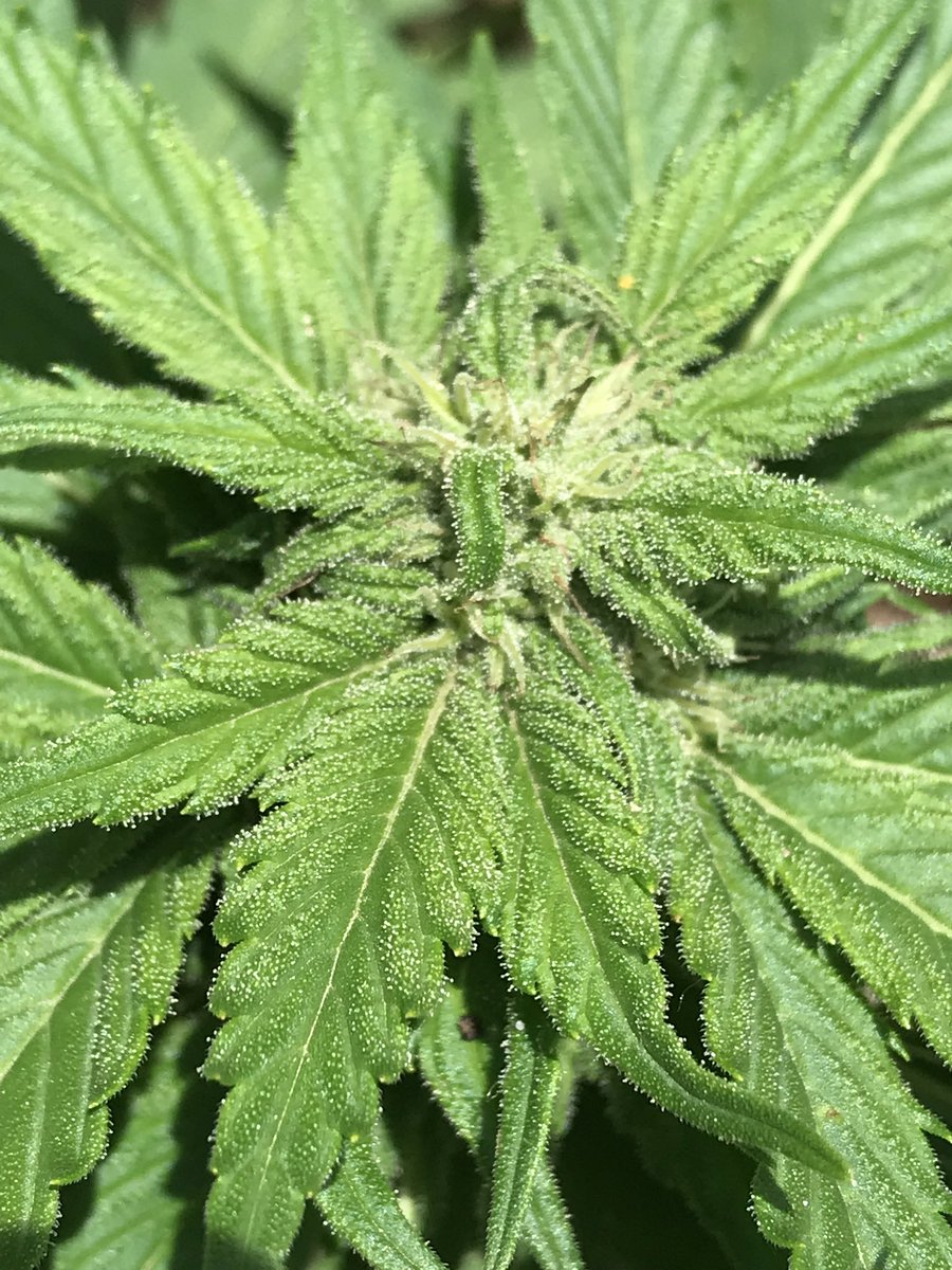twansbalter's tweet photo. Blue dream auto by fast buds 
I was thinking about paying a bunch of money to have some one get pregnant with my kid .the problem is I don’t have an egg so the kid would be half hers . Who the hell would want to do it the deck is stacked against me https://t.co/a4h7rwlDND