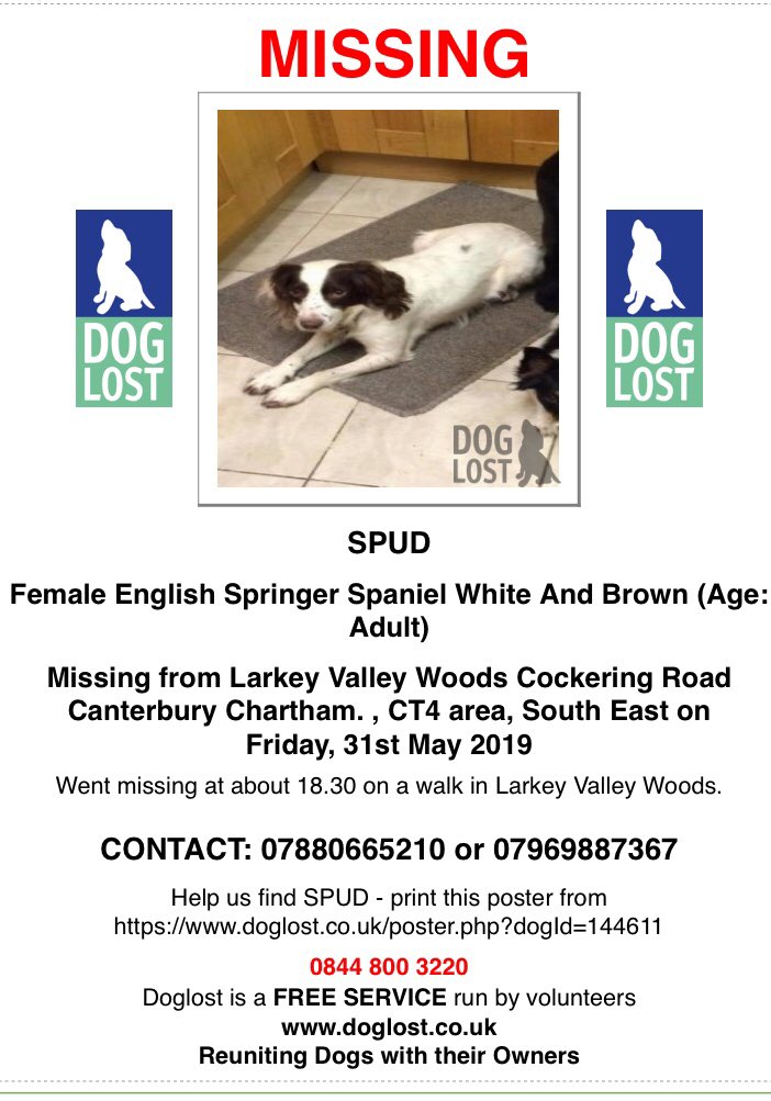 rosieDoc2's tweet photo. #SpanielTheftAwareness dog of the week....SPUD 😞 #missing searches going on daily but concerns are growing PLEASE RETWEET MAKE SPUD #TooHotToHandle 🔥PLS RETWEET LOCALS
#Lost in #Larkey valley WOODS 🌳 #Canterbury #Chartham #CT4 31/5/19 #ESS white&brown https://t.co/YmqsWkUubt https://t.co/ny7XMJIEYm
