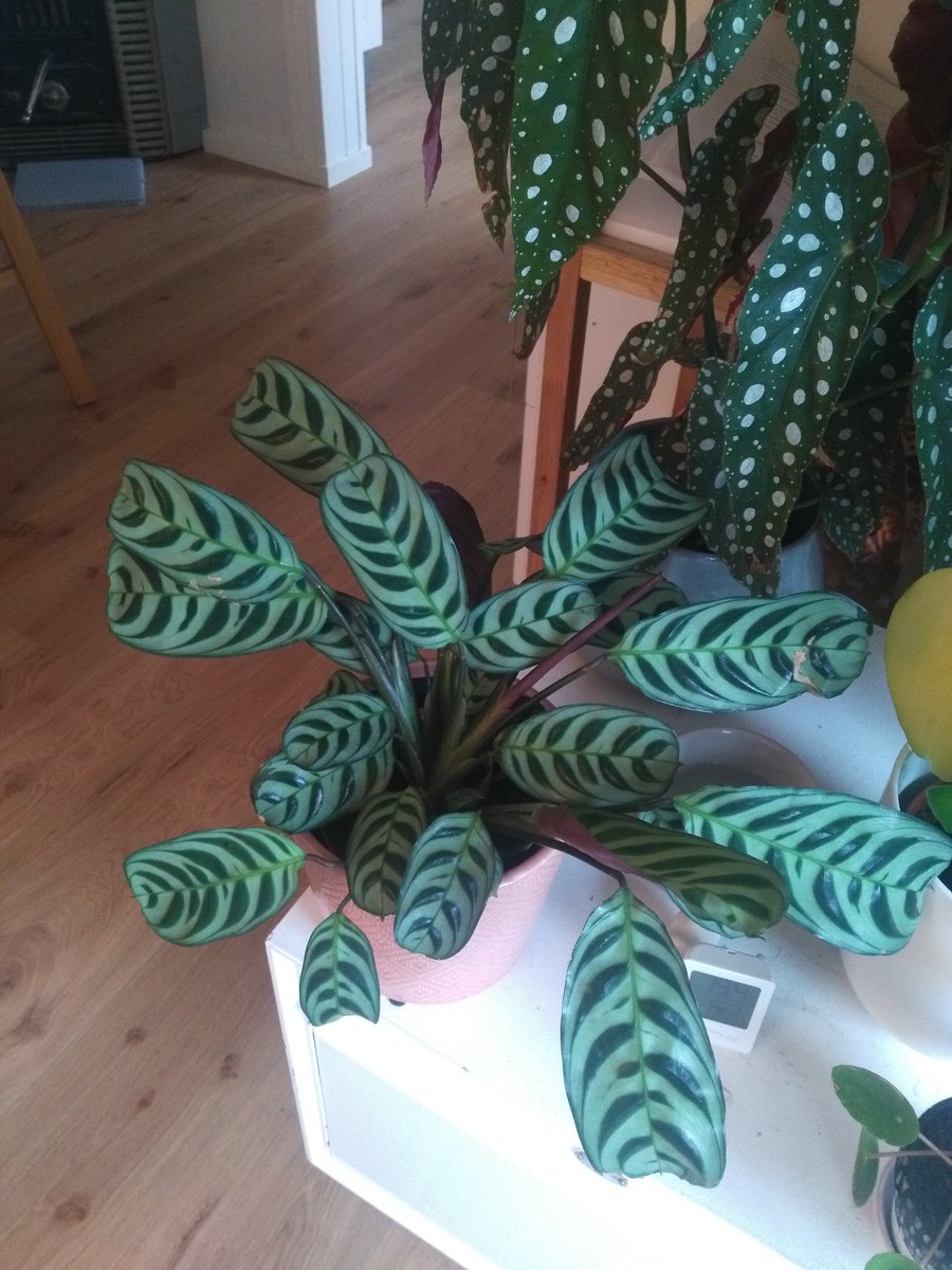 dinkfammember's tweet photo. @dmourey trying my best to keep my plants alive 😝 https://t.co/0lkSnzEe42