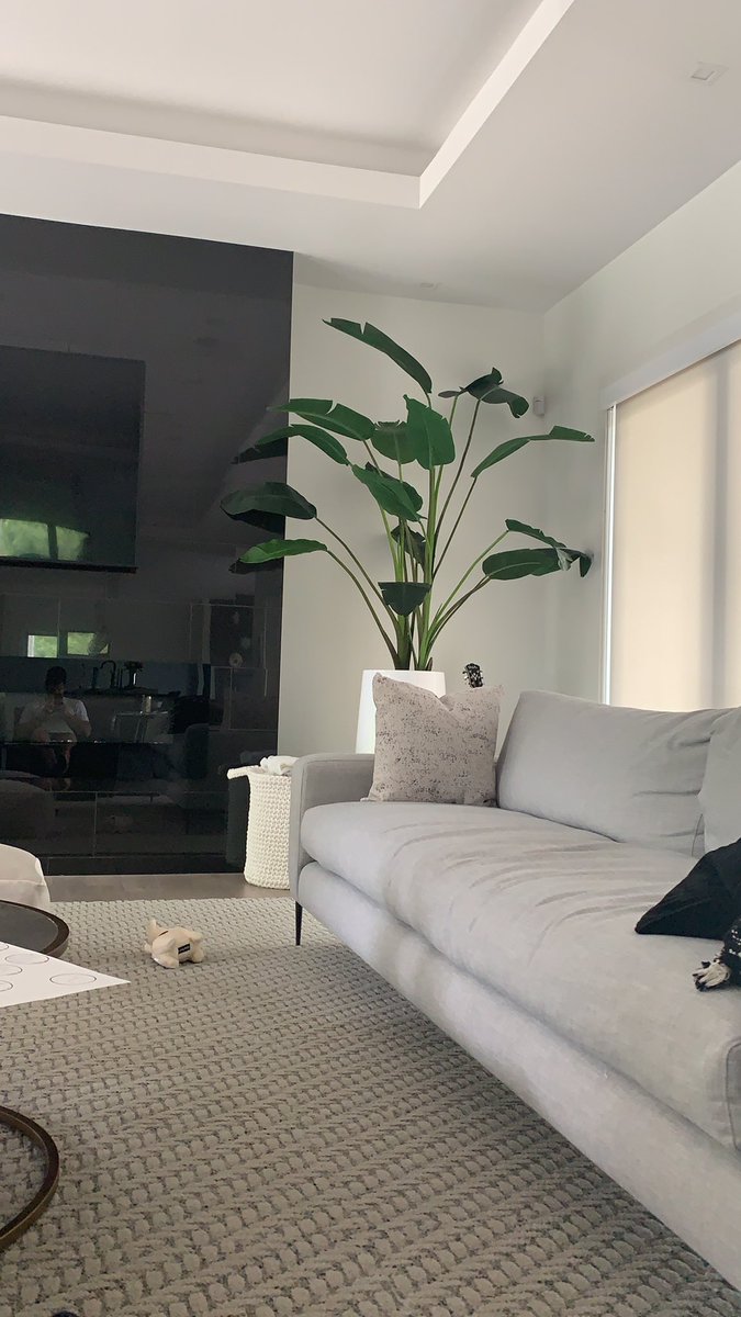 BoHorvat's tweet photo. Just bought myself a Kawhactus for the living room... congrats @Raptors on winning their first NBA championship! #CanadaProud #PlantGuy https://t.co/Xr2ak8hVqT