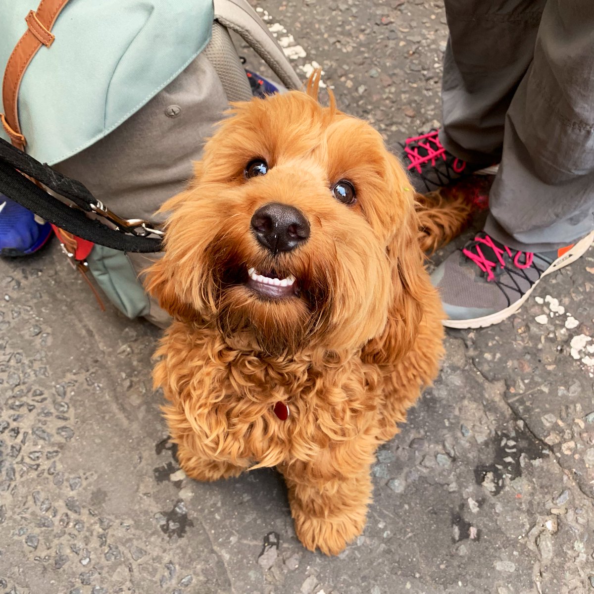 My new best mate #LondonLegalWalk