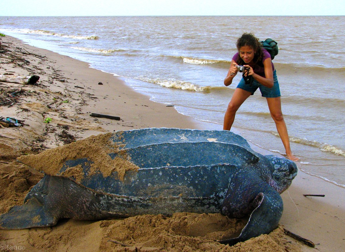Лигр геркулес и тигр. Шайр рост. Лигр зевс. Гребнистый крокодил и человек. Красивый слон.