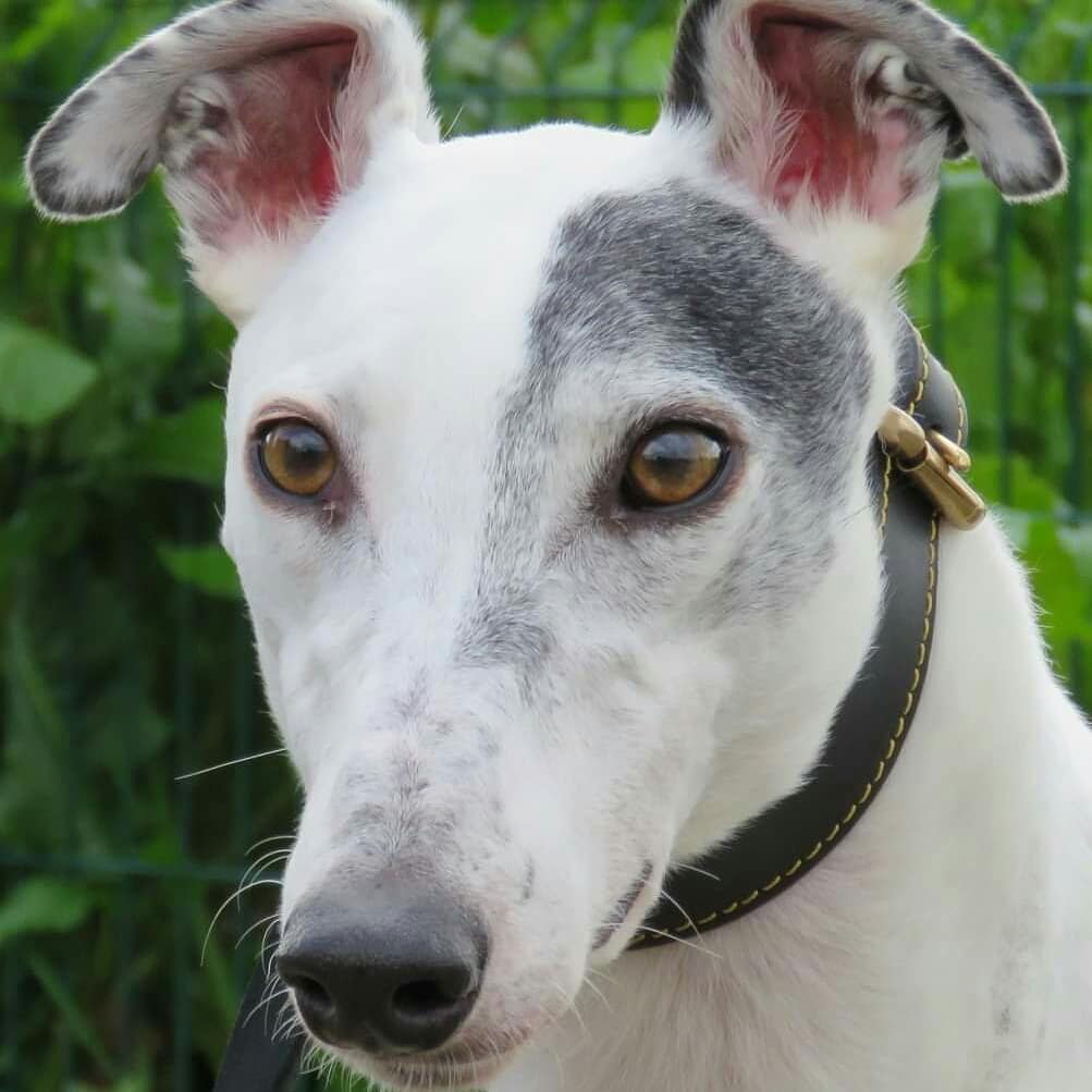 DurhamRetired's tweet photo. Cutie Casper finds himself reserved. With a home visit booked this lovely lad could soon be enjoying retirement in his forever home. Let's hope Casper likes what he smells when he goes for a sniff around his potential new home. #foreverhomefound #retiredracers  @SunderlandDogs https://t.co/uE6s9NXsKG
