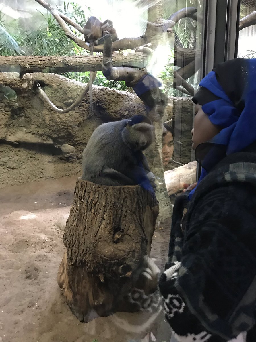 egideonKCIA's tweet photo. Enjoyed a cool day at the zoo with the coolest kids! #6thgrade @KCIAcademy https://t.co/OPvB7ONFx0