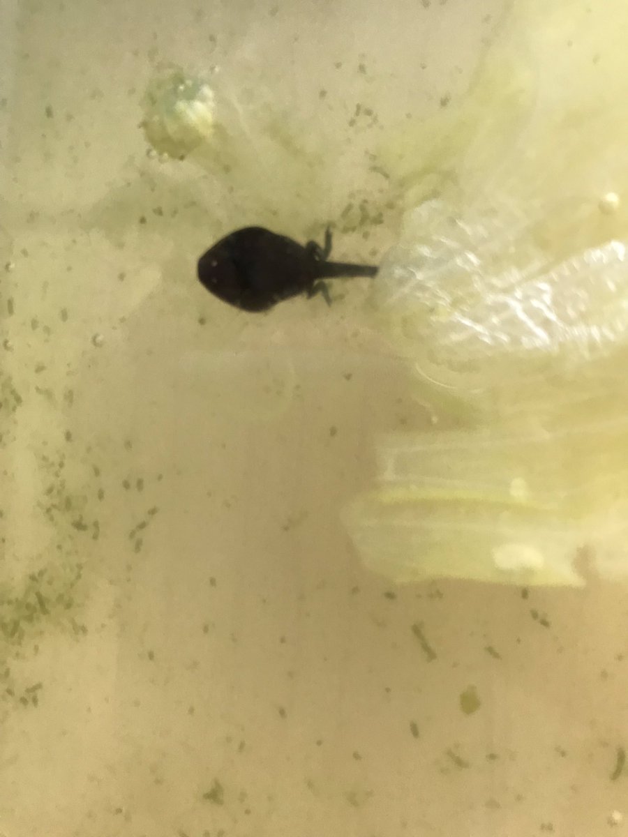 2C was very excited to observe the development of back legs on the tadpoles. A lot of changes occurred over the weekend!