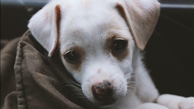 AMSHVets's tweet image. Did you know that new puppies should have a series of vaccinations every four weeks until they reach 16 weeks to boost their defense against deadly diseases?
amshpetvet.com/blog/123948-sa…

#amshvets #tulsaoklahoma #brokenarrowoklahoma #vaccinate #prevention #puppies