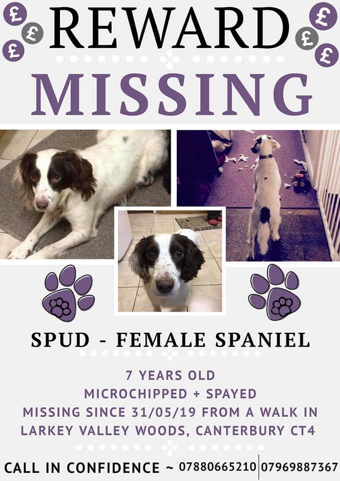 MissingPetsGB's tweet photo. 🐕 Spud has been missing since 31/05/19 in Larkey Valley Woods in #Canterbury #CT4 There has been no sightings of her since! She is Microchipped &amp; Spayed. It would be a big help if anyone local to the area could put some posters up.
https://t.co/6UCvoZPDm4 https://t.co/DMDaO91HKx