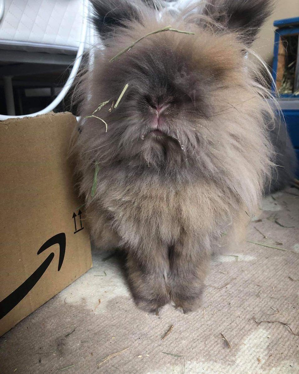 When it’s chore day and you end up looking like a bale of hay😆 #housework #bunnies #timothyhay #adoptdontshop #brraf #lionhead #floof #fluffy