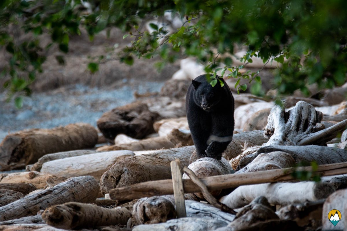 Voilà une de nos plus belles rencontres sauvages depuis le début du  voyage. On est à chaque fois impressionnés de voir comme les ours peuvent être imposants et délicats à la fois !