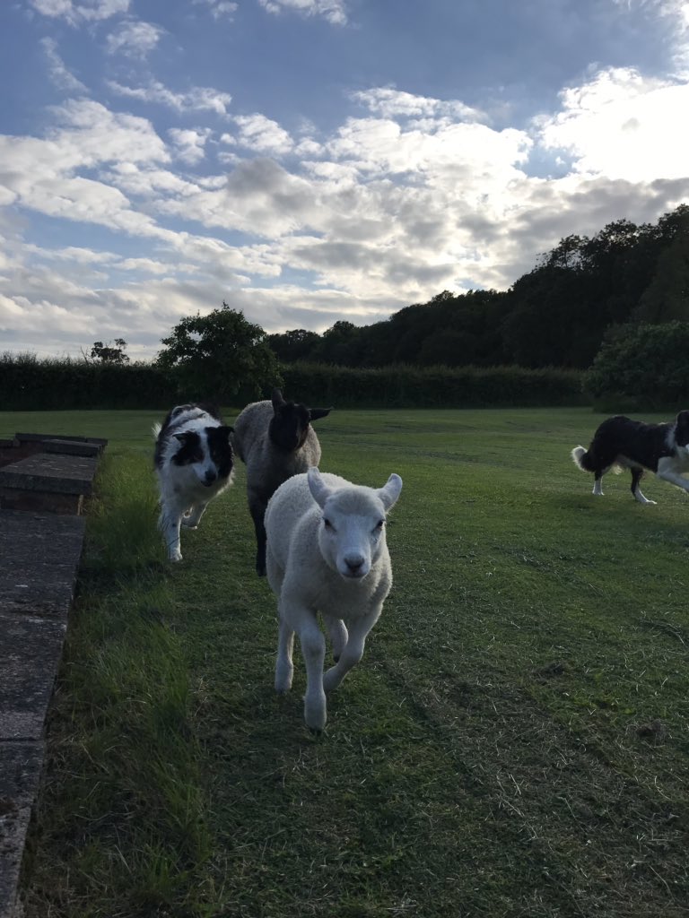 shepherdesskit's tweet photo. A wonderful friend, ten dogs, Alice and Dom #perfection #lambraces #dograces #wackyraces
@DogDuckLark https://t.co/7lrLrdaoAC