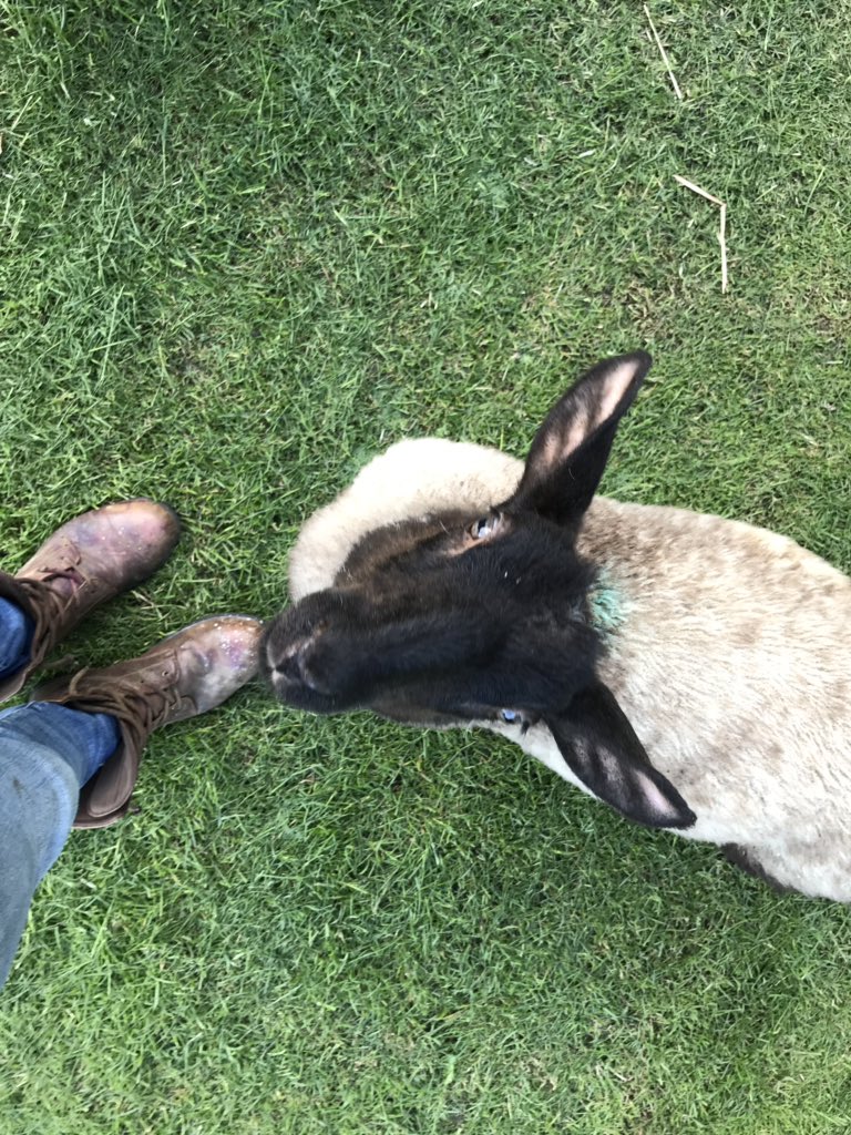 shepherdesskit's tweet photo. A wonderful friend, ten dogs, Alice and Dom #perfection #lambraces #dograces #wackyraces
@DogDuckLark https://t.co/7lrLrdaoAC