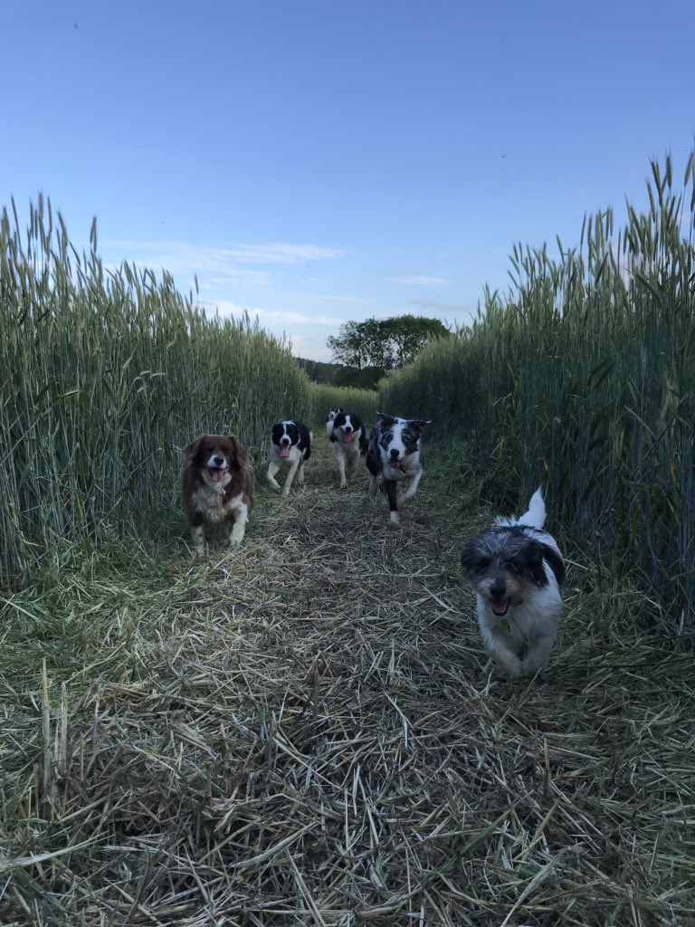 shepherdesskit's tweet photo. A wonderful friend, ten dogs, Alice and Dom #perfection #lambraces #dograces #wackyraces
@DogDuckLark https://t.co/7lrLrdaoAC