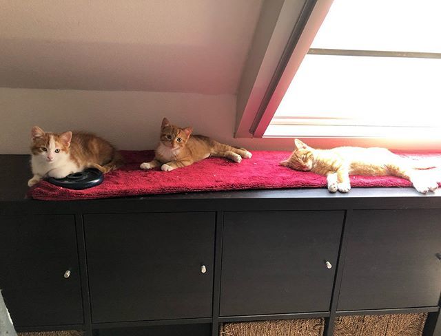 pleegkittens's tweet photo. Three little babies!πππ
.
.
.
.
#MamaMango #BabyCoco #BabyPepper #BabyNoodles
β€οΈπ»
.
#ikzoekbaas #dierenasiel #asieldier #dier #huisdier #kat #adoptdontshop #dierenopvang #baas #cats_of_instagram #cute #catloversclub #cats #catlover #ilovecats #cato⦠https://t.co/UBoW8JYcWe https://t.co/JgXfNpIEqd