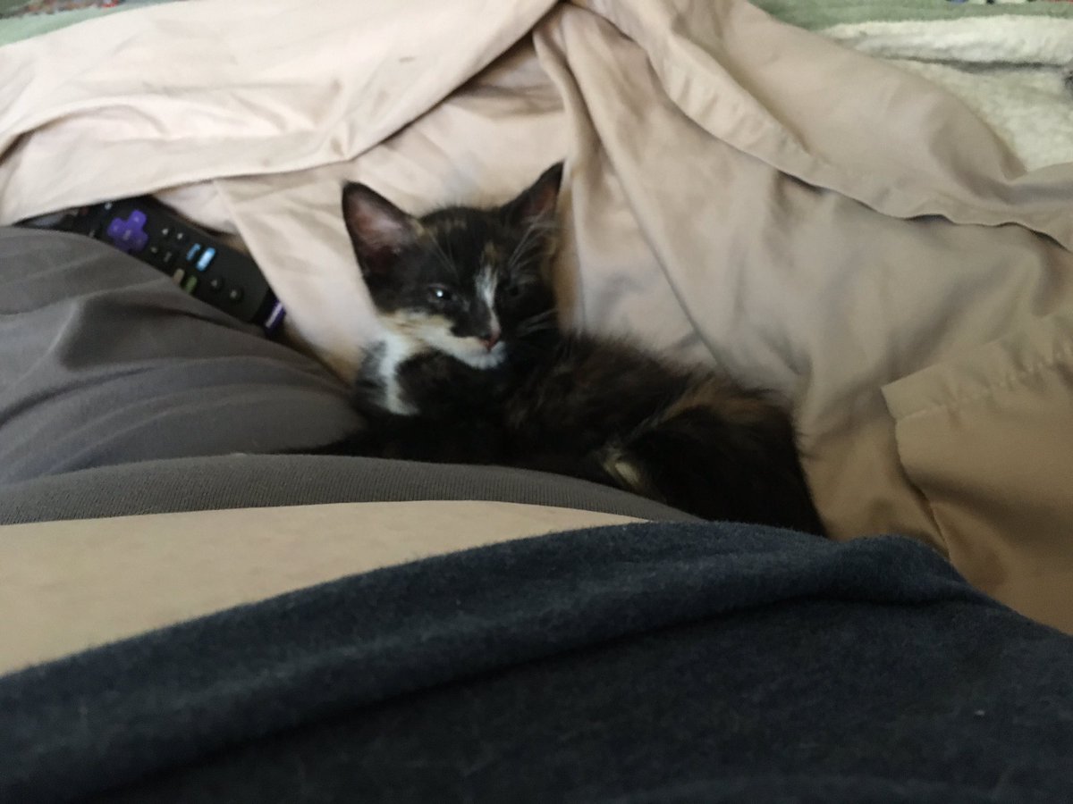 The Foxes' Cats tweet media