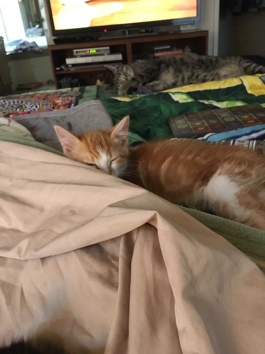 The Foxes' Cats tweet media