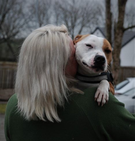 🐾FLO🐾 is a beautiful 4 y/o Staffy who has been badly treated so needs a quiet home (no kids or pets) in Scotland where she can learn to trust.  
Please RT to help find her soulmate and furever home.
You'll find all my details and an enquiry-form here
findingfureverhomes.org.uk/dogs/flo/