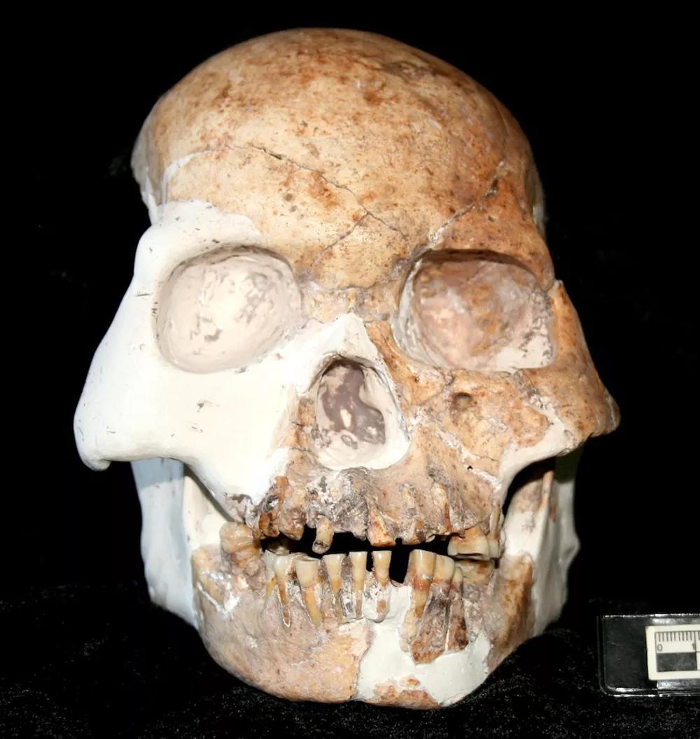 robertosaezm's tweet image. Reconstruction of the Tam Pa Ling skull from Laos (difficult dating 46~63 ka) and Red Deer Cave skull from Southwest China (11.5~14.5 ka). Photos F. Demeter (L), D. Curnoe (R). Source: theconversation.com/cave-of-the-mo…