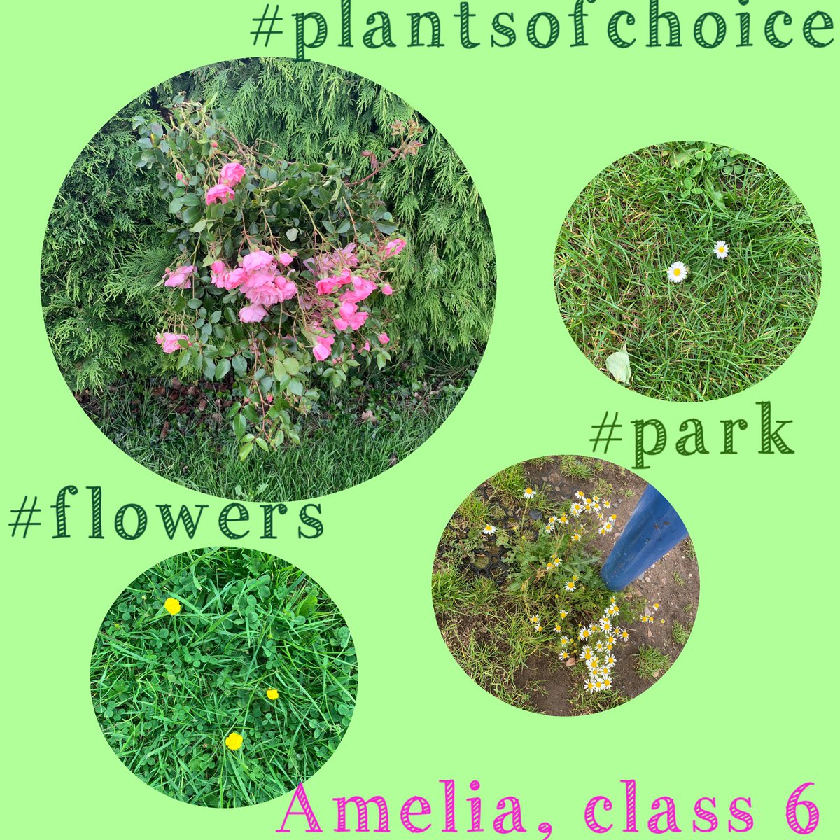 lydiasmcleod's tweet image. @WhitestoneInfs #sciencehomework #yearone #roses #daisys #buttercups 🌸💐