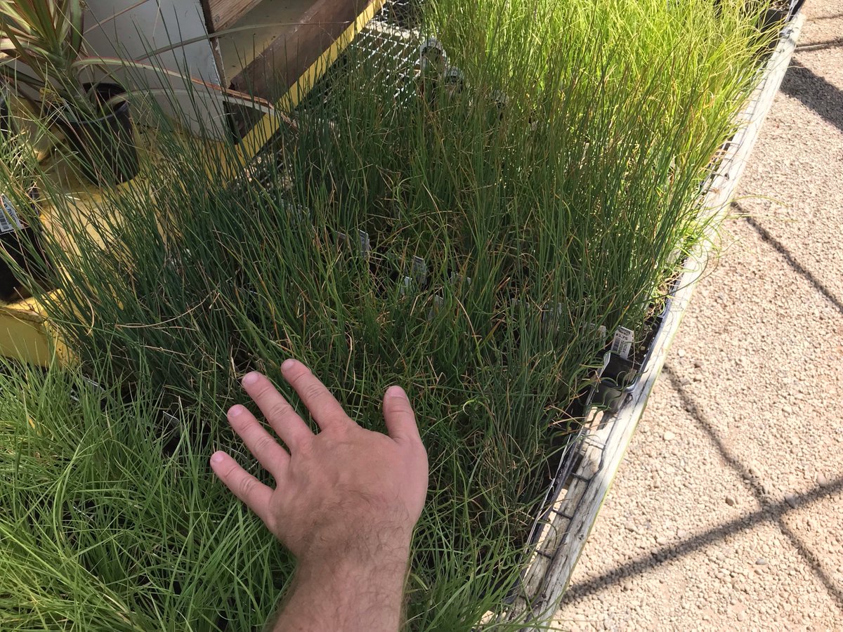 DCpierson's tweet image. Couldn't get into Star Wars Land but there was no line at Terrence Malick World