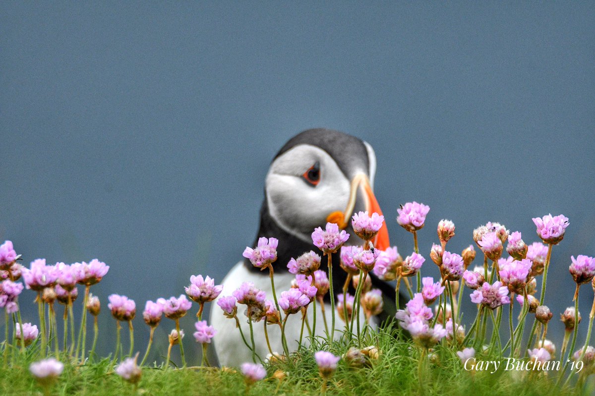 #puffin sitting behind #seapinks or #thrift #Shetland @SumburghHead @PromoteShetland @RSPBNorthScot @RSPBScotland @Natures_Voice #WildlifePhotographer #NaturePhotography