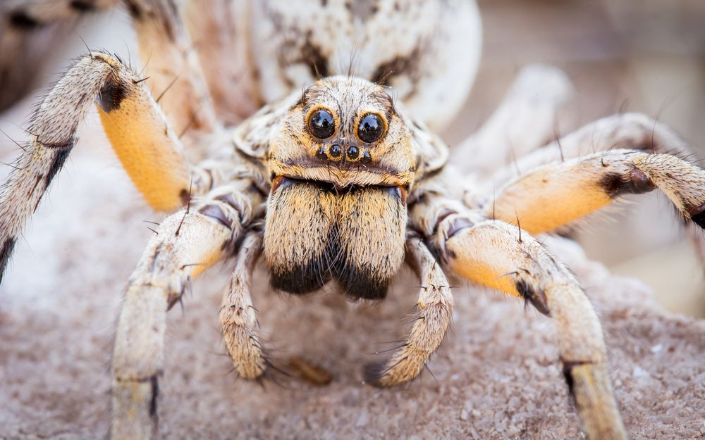 thereallatinx's tweet image. Live in an apartment but want a pet? Consider an alternative pet, such as a #tarantula! They are low maintenance and interesting creatures.
latinx.com/video/pets/eig…
#UniquePets