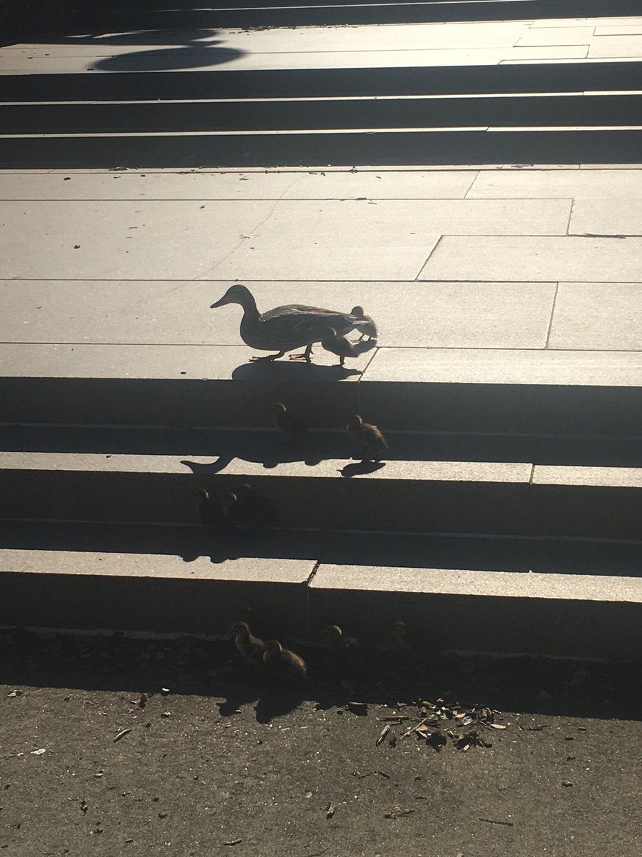 EieshaW's tweet photo. 🦆 #simplelife https://t.co/x0NRSYpgRO