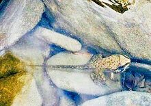 mrsmorris94's tweet photo. Our tadpoles/4 legged “frogs” went back to their natural habitat today. #kinderslovescience #frogsRcool https://t.co/vZcxf6r776