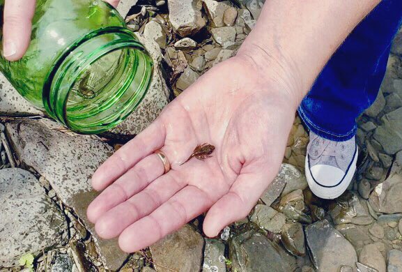 mrsmorris94's tweet photo. Our tadpoles/4 legged “frogs” went back to their natural habitat today. #kinderslovescience #frogsRcool https://t.co/vZcxf6r776