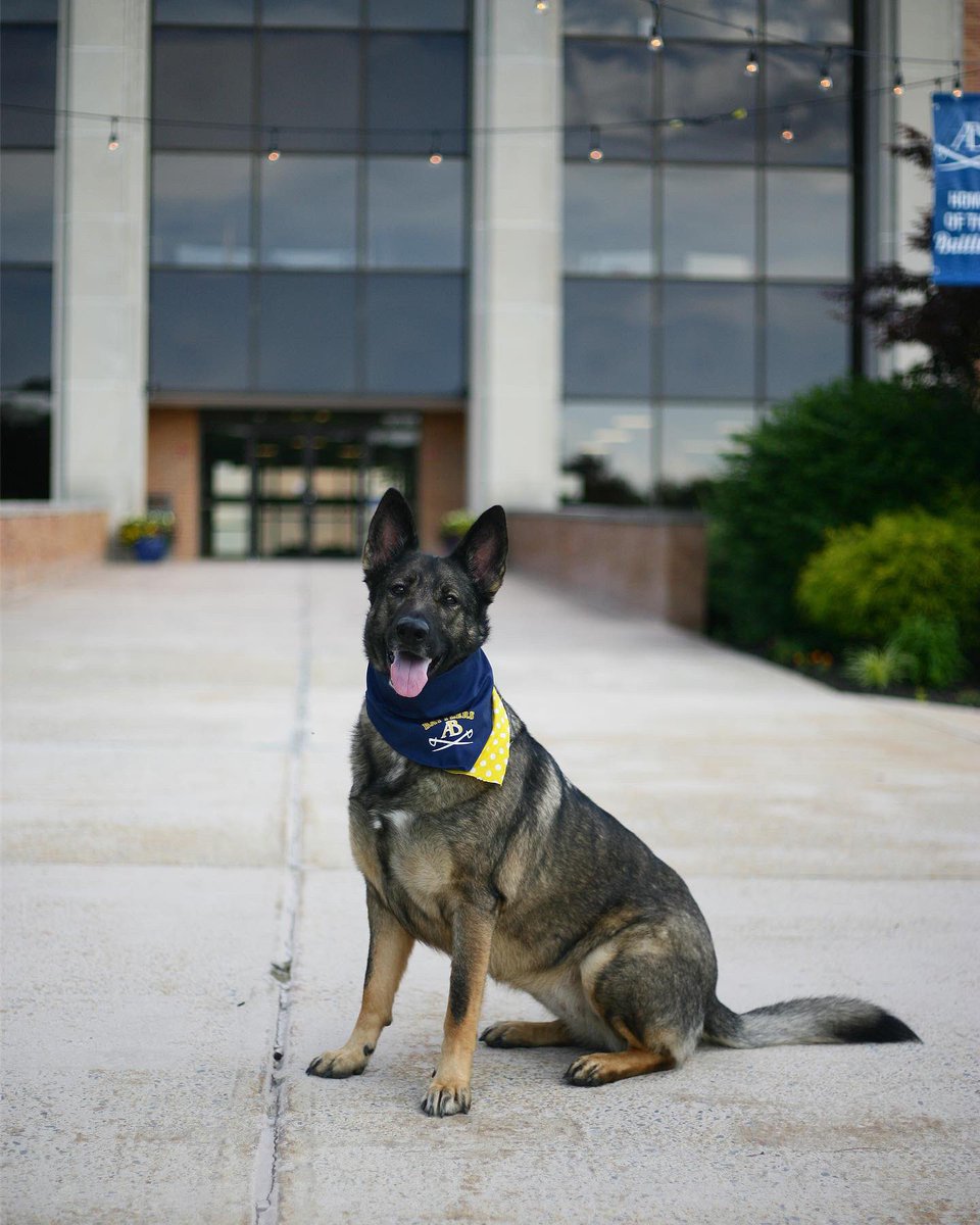 Meet Nellie! 

She just received word her human was accepted into the Physician Assistant program! 

Everyone wish Aidree Cook and Nellie luck as they begin their first year at AB! ⚔️👩🏼‍⚕️🐶 #BecomeABattler