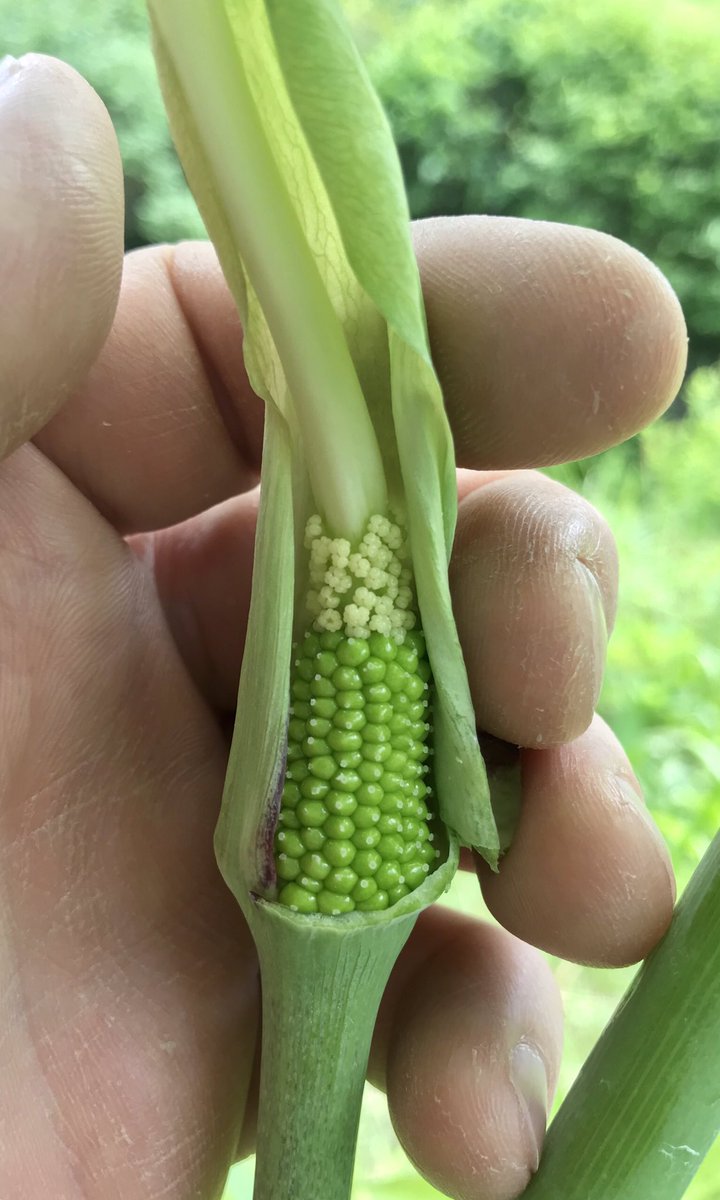 bellemare_jesse's tweet photo. Some serious #spadix development here on eUS native #Arisaema dracontium (‘Green Dragon’, #Araceae)! The whole upper portion exerted from #spathe is sterile tissue; actual flowers are tucked at base of spadix: pale staminate ‘male’ above &amp; rotund green ovuliferous ‘female’ below. https://t.co/2r4StPS6hU