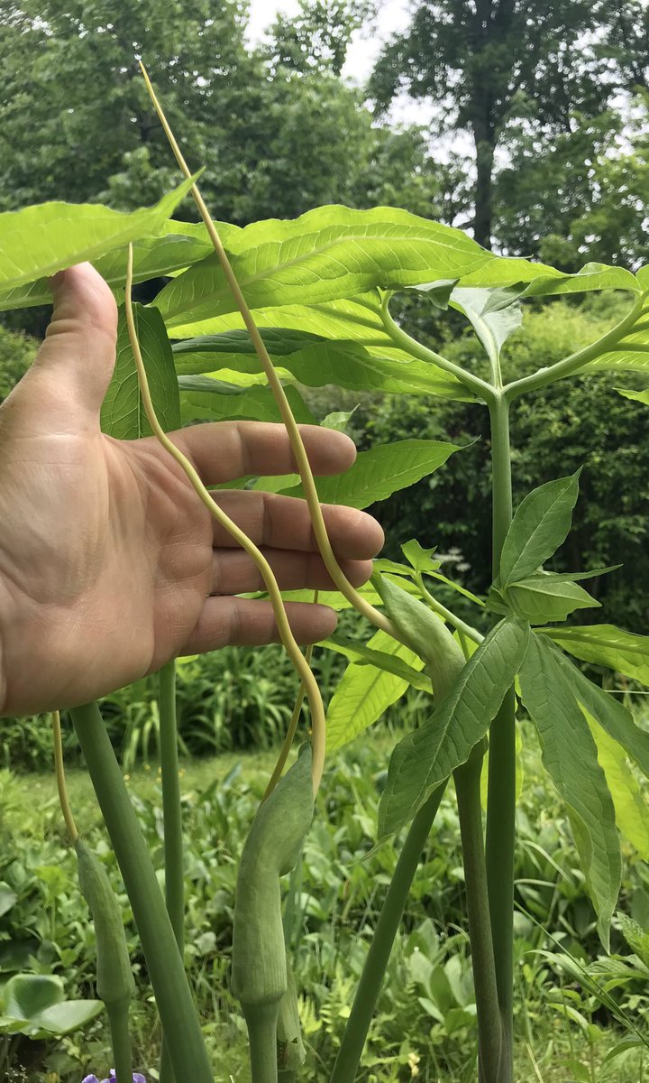 bellemare_jesse's tweet photo. Some serious #spadix development here on eUS native #Arisaema dracontium (‘Green Dragon’, #Araceae)! The whole upper portion exerted from #spathe is sterile tissue; actual flowers are tucked at base of spadix: pale staminate ‘male’ above &amp; rotund green ovuliferous ‘female’ below. https://t.co/2r4StPS6hU