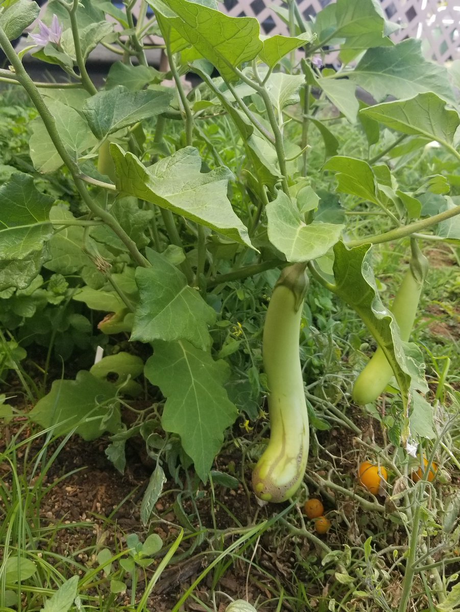 LehuaSuperfina's tweet photo. First 2 pics were taken before leaving for E3. Last 2 pics were taken today. I'm glad I set up a timer for the sprinklers 🍆🍆 grew so much while we were gone #eggplant #gardening #fromyardtotable #proud #hobbies #irrigation #hawaii #urbangarden https://t.co/diTR2NBhxR