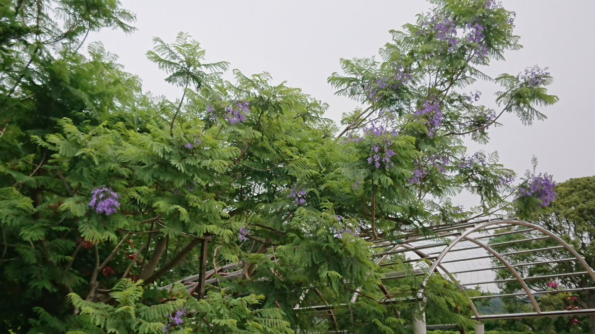 豊橋総合動植物公園 豊橋のんほいパーク 6 18 本日の ジャカランダ いつにも増して豊作な気がします 目線の高さで撮影できる花を発見 のんほいパーク のんほいパーク植物園 紫 桜 紫雲木 じゃからんだ