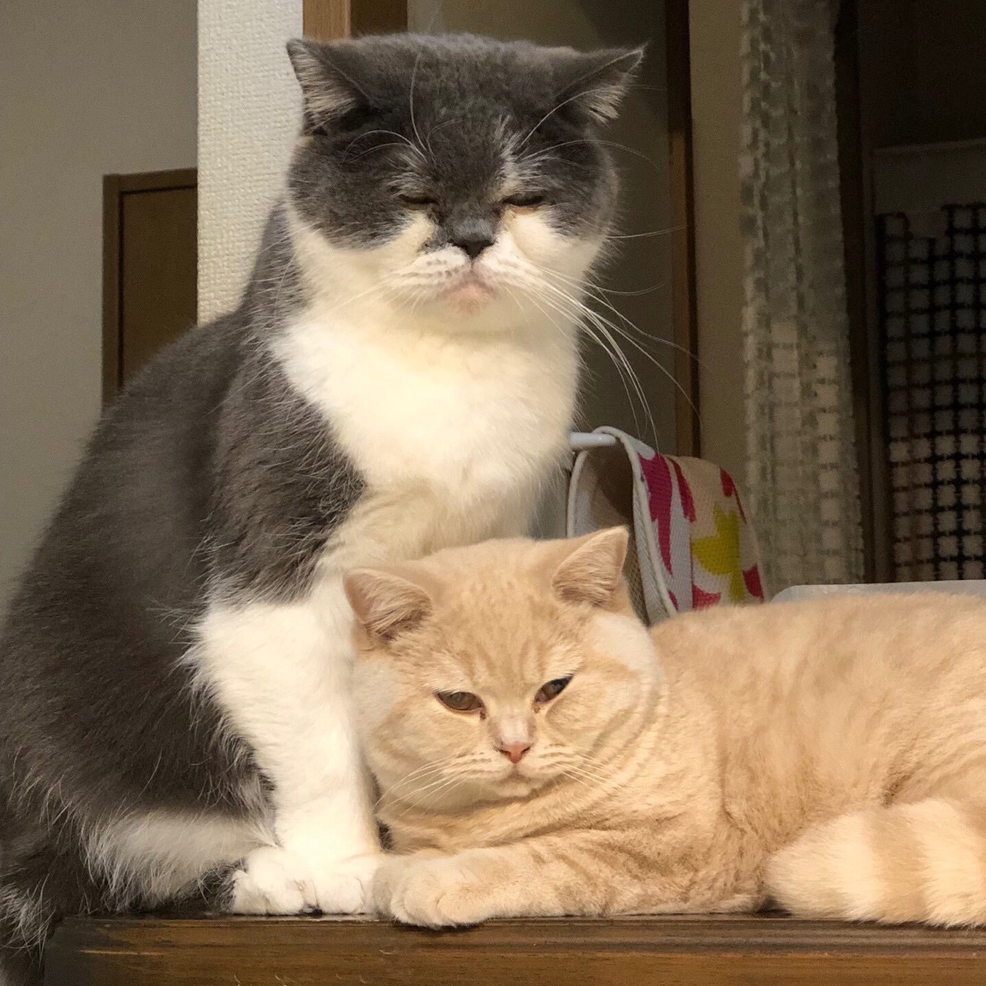 ✨ 猫汁✨ hqdefault.jpg