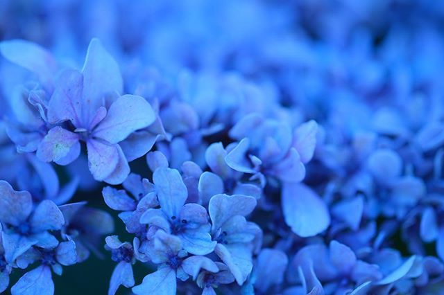 舞洲紫陽花hashtag 舞洲紫陽花hashtag