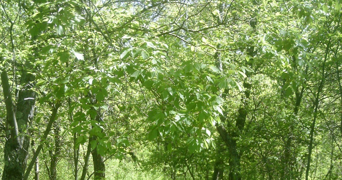 Day Hiking Trails tweet media