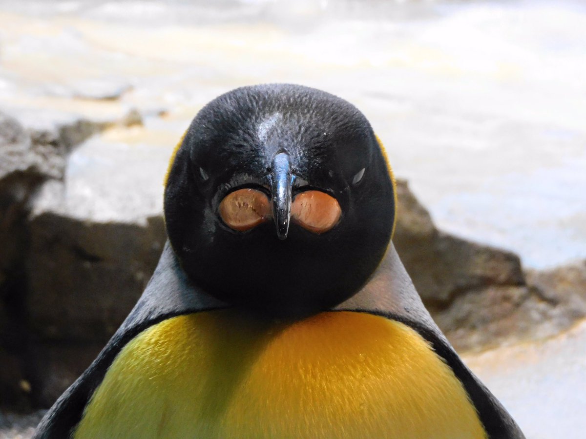트위터의 ペンギンブック Penguinbook 님 W この顔が見たくて キングペンギンに出会った時は 正面から覗き込むことにしてるんです