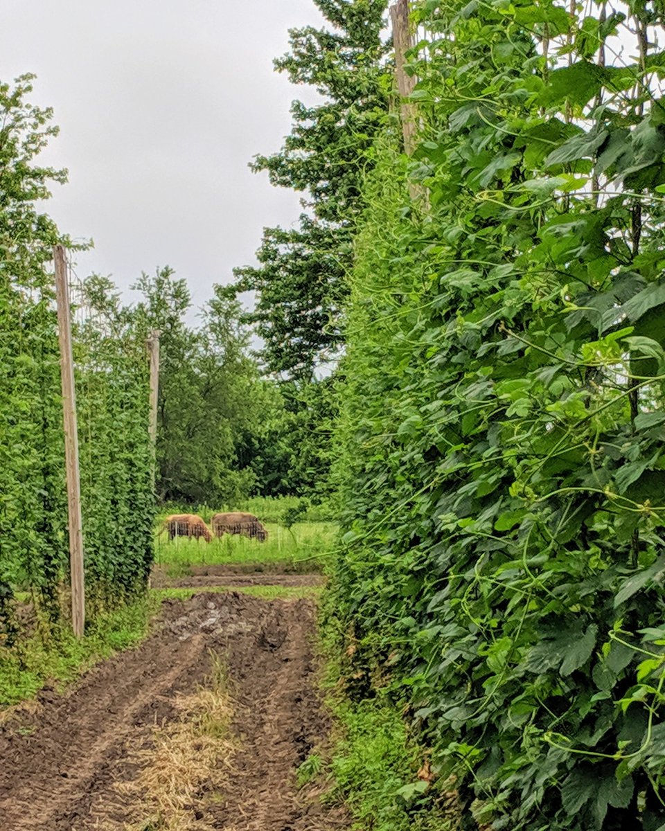 HoweFarms's tweet image. Kickin sidearms
#hops #inhops #localhops #drinklocal