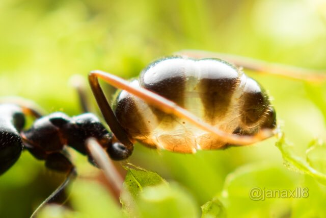 Janaxll8 ミツツボアリ感満載のクロクサアリ アブラムシ にもらった蜜を腹部にたっぷり蓄えて巣に帰るところ 光が透けて見える すれ違うアリたちはこれから仕事なので腹部が膨らんでいない