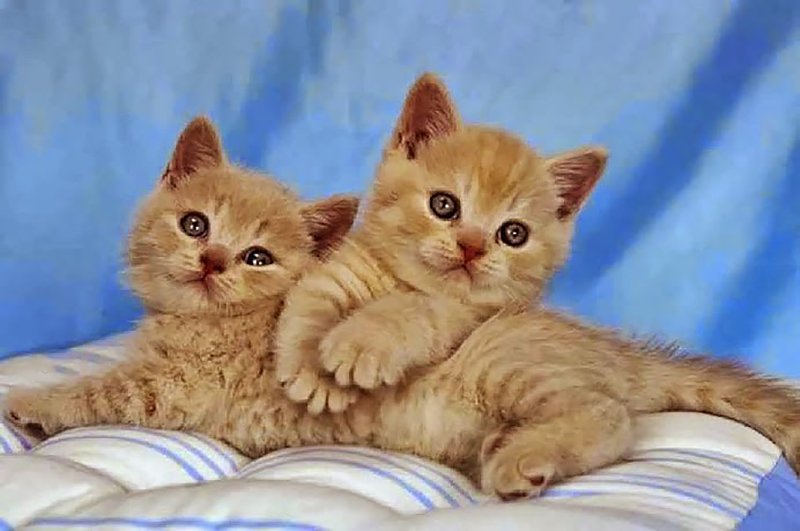 waltomliam (@waltomliam) on Twitter photo 