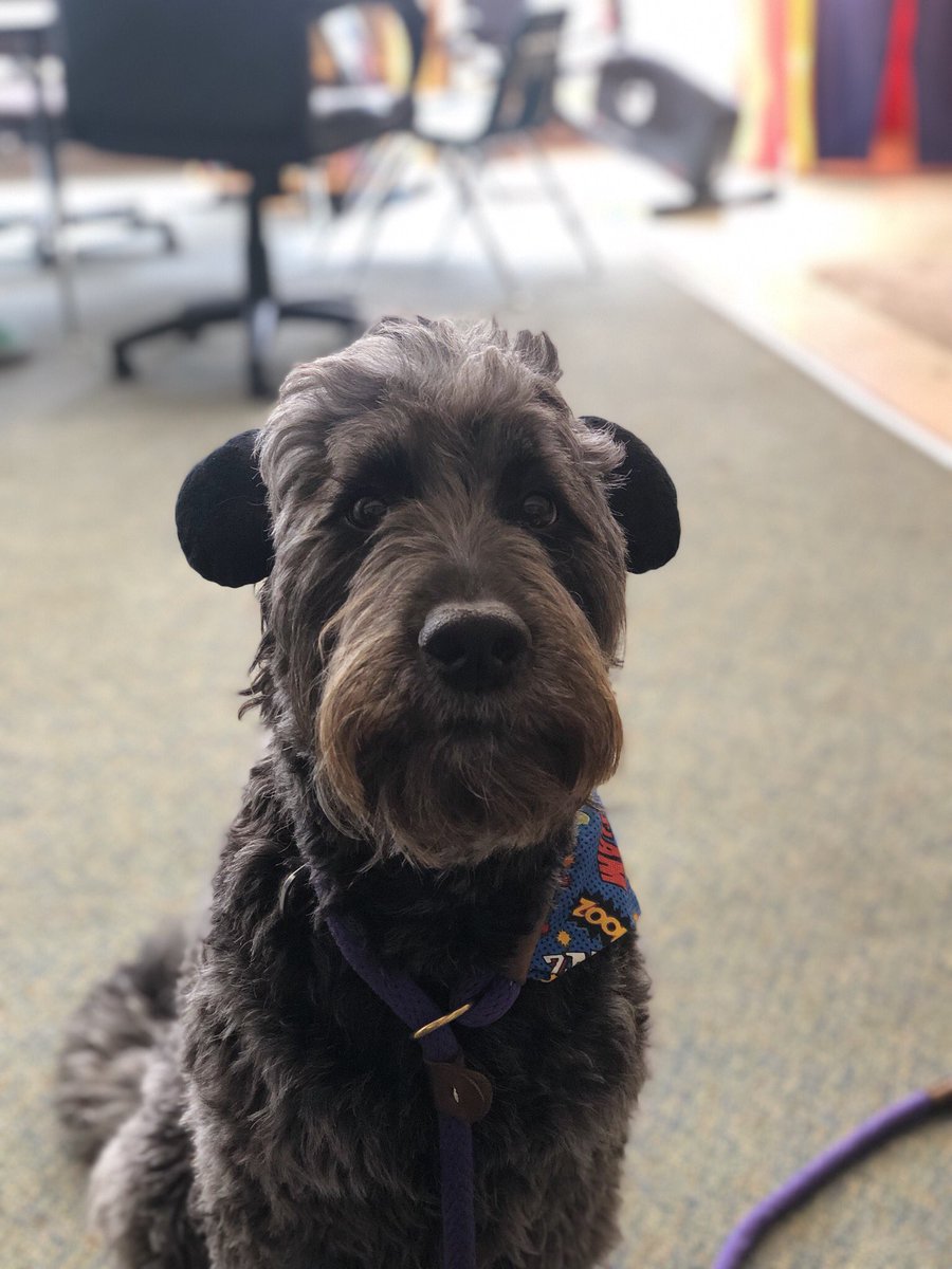 Hough ❤️'S Luna (@houghlovesluna) on Twitter photo Disney Day!? Not too sure about this but I’ll do it for the kids! #therapydog #disneydog #spiritdays #endofschoolyear #lunaisMinnie <a href="/HoughElementary/">Hough Elementary</a> <a href="/VancouverSD/">Vancouver Public Schools USA</a> <a href="/HoughFoundation/">Hough Foundation</a> <a href="/teachmscantwell/">Melissa Cantwell</a> Disney Day!? Not too sure about this but I’ll do it for the kids! #therapydog #disneydog #spiritdays #endofschoolyear #lunaisMinnie <a href="/HoughElementary/">Hough Elementary</a> <a href="/VancouverSD/">Vancouver Public Schools USA</a> <a href="/HoughFoundation/">Hough Foundation</a> <a href="/teachmscantwell/">Melissa Cantwell</a>