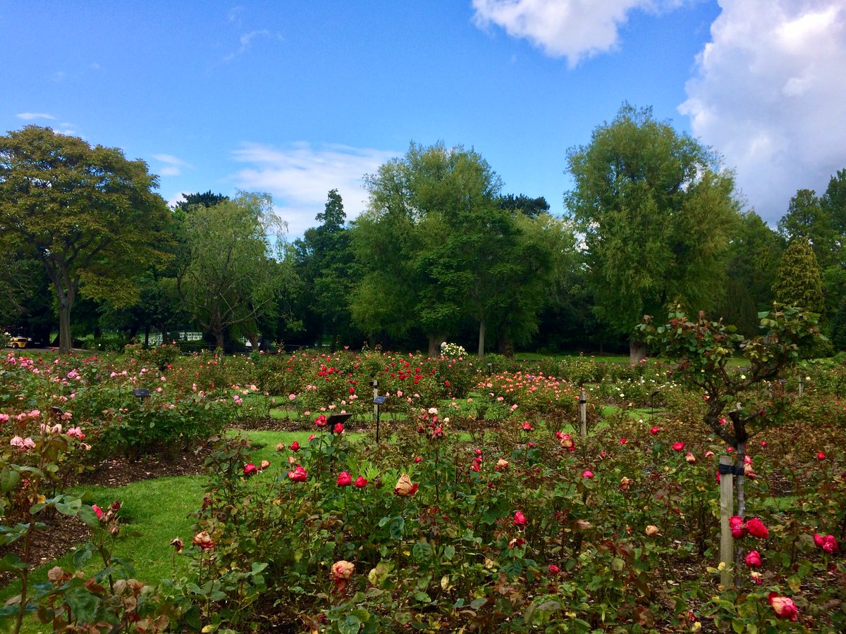 QUBFinanceGreen's tweet photo. Lunchtime walking tour of Botanic Gardens organised by @greenatqueens for @QUBstaff - guide Adrienne introduced us to the whole gardens. The roses are blooming beautifully! ๐น๐น๐น #Wellbeing #RoseGarden #GreenSpaces #WalkingWeek #GetActiveNI #LoveQUB #LoveBotanicGardens https://t.co/AfqFuLjoLY