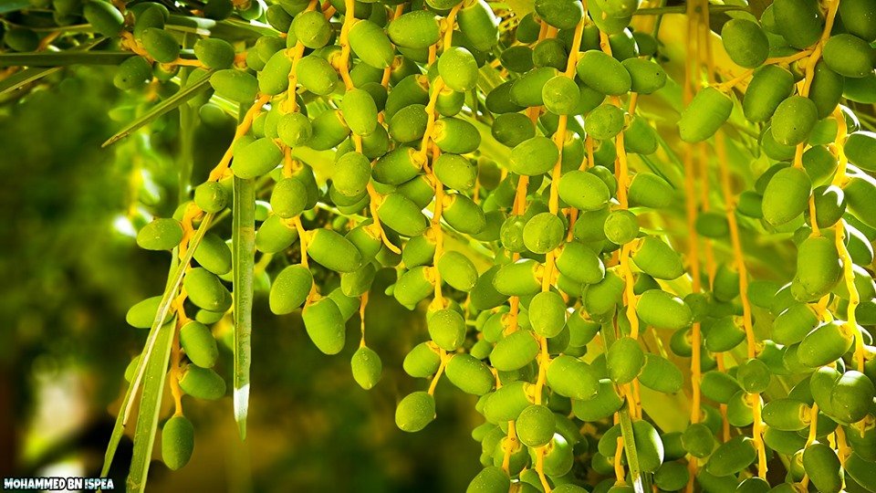 موسم نضج محصول التمور في مدينة أوجلة.

نصوير: Hamady Ben Aspea.
#أوجلة_ليبيا